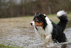 Australian Shepherd