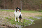 Australian Shepherd