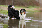 Australian Shepherd