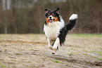 Australian Shepherd