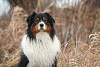 Australian Shepherd