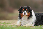 Australian Shepherd