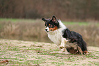 Australian Shepherd