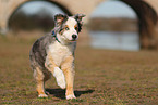 junger Australian Shepherd