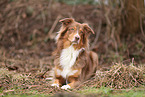 Australian Shepherd