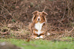 Australian Shepherd