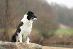 Australian Shepherd