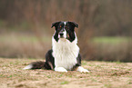 Australian Shepherd