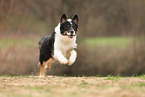 Australian Shepherd