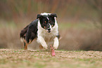 Australian Shepherd