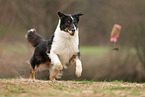 Australian Shepherd