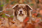 Australian Shepherd