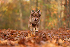 Australian Shepherd