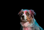 Australian Shepherd im Studio