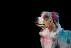 Australian Shepherd im Studio