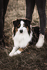 Australian Shepherd Rde