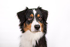 Australian Shepherd