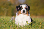 Australian Shepherd