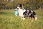 Australian Shepherd