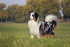 Australian Shepherd