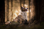 Australian Shepherd