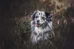 Australian Shepherd