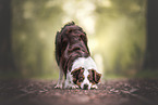 Australian Shepherd