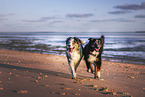 Australian Shepherds