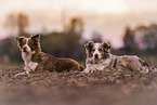 Australian Shepherds