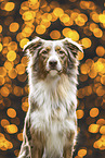 Australian Shepherd