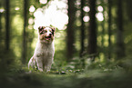 Australian Shepherd Welpe
