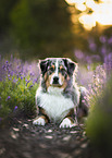 Australian Shepherd