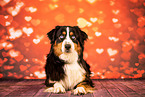 Australian Shepherd