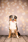 Australian Shepherd