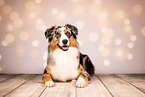 Australian Shepherd