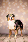 Australian Shepherd