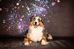 Australian Shepherd