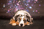 Australian Shepherd