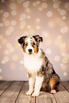 Australian Shepherd