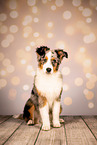 Australian Shepherd