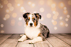 Australian Shepherd