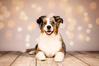 Australian Shepherd