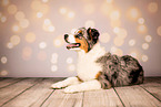 Australian Shepherd