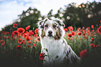 Australian Shepherd