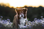 Australian Shepherd