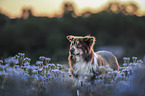 Australian Shepherd