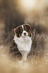 Australian Shepherd