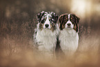 Australian Shepherds