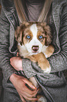 Australian Shepherd Welpe