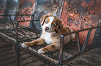 Australian Shepherd Welpe